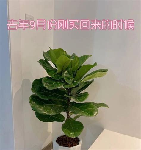 琴榕树风水|家居风水的福神植物——琴叶榕（探究琴叶榕的风水作用及如何正。